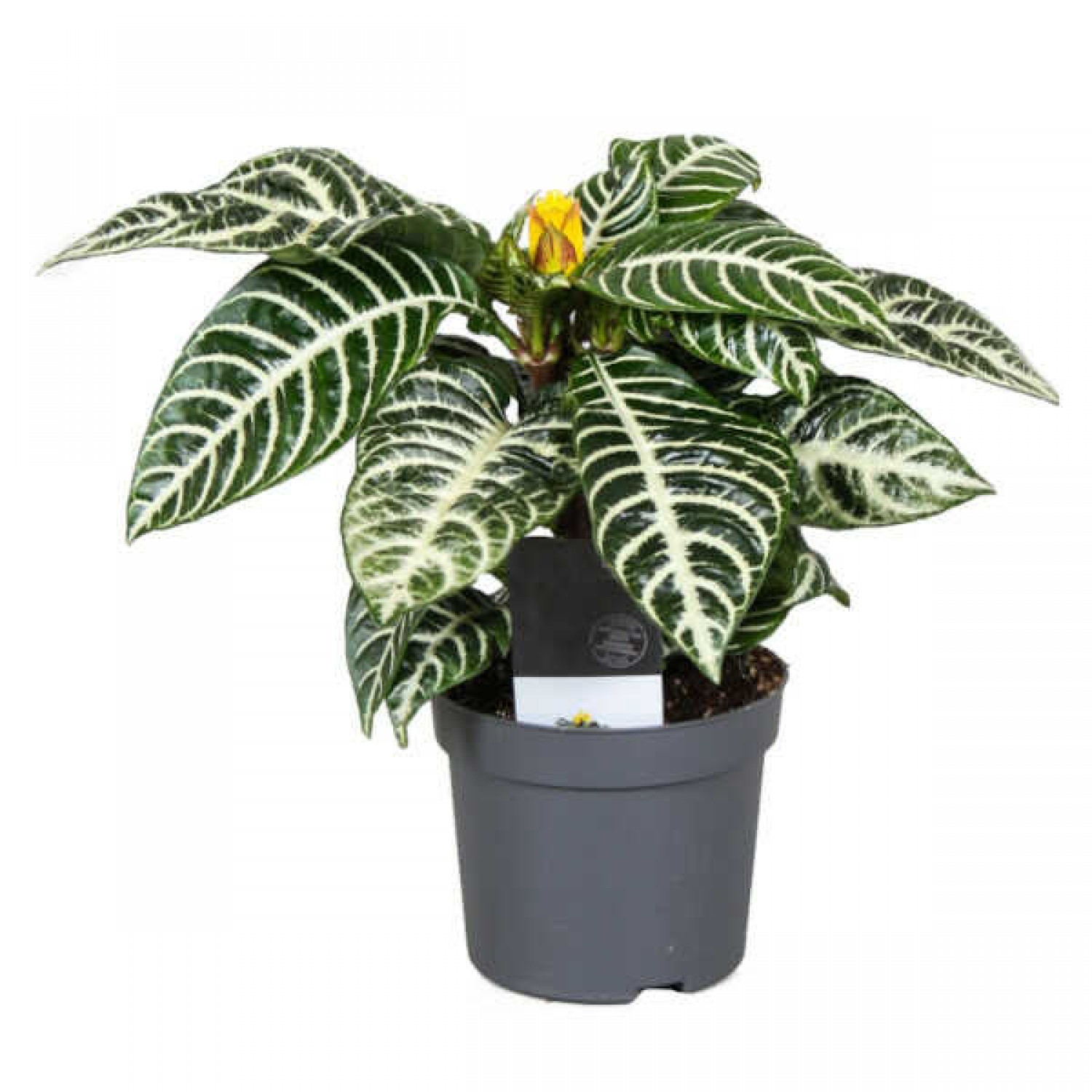 Fiery Spike (Aphelandra squarrosa) | Indoor Flower Plants Fiery Spike (Aphelandra squarrosa)