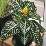 Fiery Spike (Aphelandra squarrosa) | Indoor Flower Plants Fiery Spike (Aphelandra squarrosa)