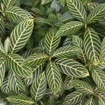 Fiery Spike (Aphelandra squarrosa) | Indoor Flower Plants Fiery Spike (Aphelandra squarrosa)