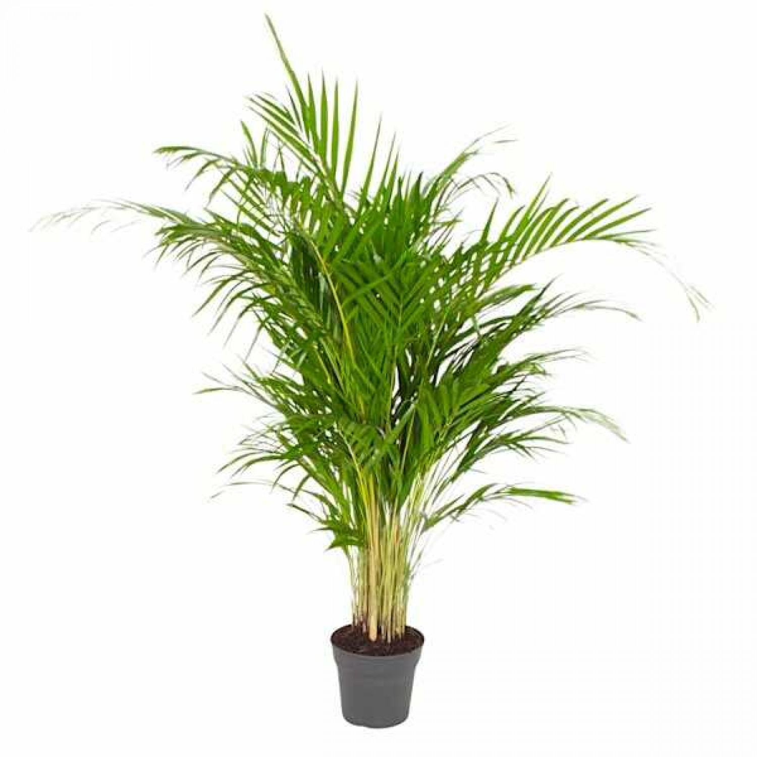 Αρέκα (Dypsis lutescens ή Chrysalidocarpus lutescens) | Πράσινα Φυτά για Γλάστρα & Κήπο Αρέκα (Dypsis lutescens ή Chrysalidocarpus lutescens)