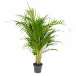 Αρέκα (Dypsis lutescens ή Chrysalidocarpus lutescens) | Πράσινα Φυτά για Γλάστρα & Κήπο Αρέκα (Dypsis lutescens ή Chrysalidocarpus lutescens)