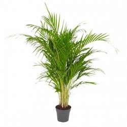 Αρέκα (Dypsis lutescens ή Chrysalidocarpus lutescens)