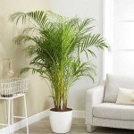 Αρέκα (Dypsis lutescens ή Chrysalidocarpus lutescens) | Πράσινα Φυτά για Γλάστρα & Κήπο Αρέκα (Dypsis lutescens ή Chrysalidocarpus lutescens)