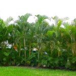 Αρέκα (Dypsis lutescens ή Chrysalidocarpus lutescens) | Πράσινα Φυτά για Γλάστρα & Κήπο Αρέκα (Dypsis lutescens ή Chrysalidocarpus lutescens)