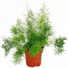 Σπαράγγι Καλλωπιστικό (Asparagus densiflorus 'Sprengeri') Φυτό - Καλλωπιστικά Σπαράγγια