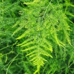 Asparagus Fern (Asparagus seteceus-syn. Asparagus plumosus) Plant - Asparagus Ornamental Plants