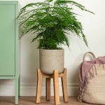 Asparagus Fern (Asparagus seteceus-syn. Asparagus plumosus) Plant - Asparagus Ornamental Plants