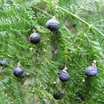 Asparagus Fern (Asparagus seteceus-syn. Asparagus plumosus) Plant - Asparagus Ornamental Plants