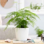 Asparagus Fern (Asparagus seteceus-syn. Asparagus plumosus) Plant - Asparagus Ornamental Plants