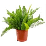 Σπαράγγι Διακοσμητικό (Asparagus densiflorus 'Myersii') Φυτό - Διακοσμητικά Σπαράγγια