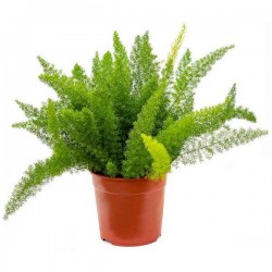Σπαράγγι Διακοσμητικό (Asparagus densiflorus 'Myersii') Φυτό - Διακοσμητικά Σπαράγγια
