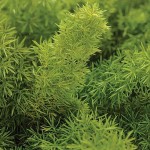 Σπαράγγι Διακοσμητικό (Asparagus densiflorus 'Myersii') Φυτό - Διακοσμητικά Σπαράγγια