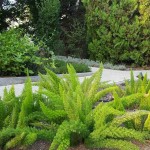 Σπαράγγι Διακοσμητικό (Asparagus densiflorus 'Myersii') Φυτό - Διακοσμητικά Σπαράγγια