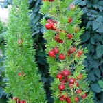 Σπαράγγι Διακοσμητικό (Asparagus densiflorus 'Myersii') Φυτό - Διακοσμητικά Σπαράγγια