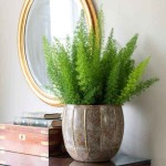Σπαράγγι Διακοσμητικό (Asparagus densiflorus 'Myersii') Φυτό - Διακοσμητικά Σπαράγγια