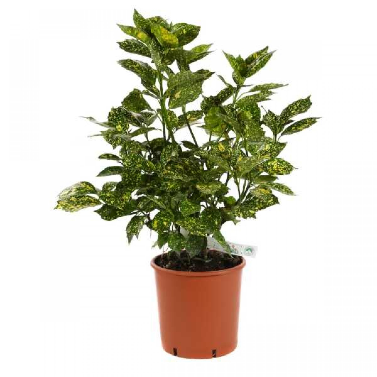 Spotted Laurel ‘Crotonifolia’ (Aucuba ‘Crotonifolia’) | Plants and Shrubs for Hedges and Flowering, House Plants Spotted Laurel ‘Crotonifolia’ (Aucuba ‘Crotonifolia’)