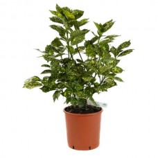 Spotted Laurel ‘Crotonifolia’ (Aucuba ‘Crotonifolia’)
