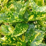 Spotted Laurel ‘Crotonifolia’ (Aucuba ‘Crotonifolia’) | Plants and Shrubs for Hedges and Flowering, House Plants Spotted Laurel ‘Crotonifolia’ (Aucuba ‘Crotonifolia’)