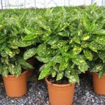 Spotted Laurel ‘Crotonifolia’ (Aucuba ‘Crotonifolia’) | Plants and Shrubs for Hedges and Flowering, House Plants Spotted Laurel ‘Crotonifolia’ (Aucuba ‘Crotonifolia’)