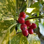 Spotted Laurel ‘Crotonifolia’ (Aucuba ‘Crotonifolia’) | Plants and Shrubs for Hedges and Flowering, House Plants Spotted Laurel ‘Crotonifolia’ (Aucuba ‘Crotonifolia’)