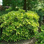 Spotted Laurel ‘Crotonifolia’ (Aucuba ‘Crotonifolia’) | Plants and Shrubs for Hedges and Flowering, House Plants Spotted Laurel ‘Crotonifolia’ (Aucuba ‘Crotonifolia’)