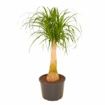 Ponytail Palm (Beaucarnea recurvata) | Indoor Foliage Plants Ponytail Palm (Beaucarnea recurvata)