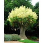 Ponytail Palm (Beaucarnea recurvata) | Indoor Foliage Plants Ponytail Palm (Beaucarnea recurvata)