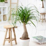 Ponytail Palm (Beaucarnea recurvata) | Indoor Foliage Plants Ponytail Palm (Beaucarnea recurvata)