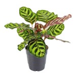 Peacock Plant (Calathea makoyana) | Indoor Foliage Plants Peacock Plant (Calathea makoyana)