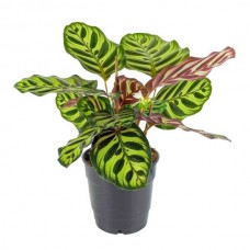 Καλαθέα Μακογιάνα (Calathea makoyana) 