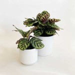 Peacock Plant (Calathea makoyana) | Indoor Foliage Plants Peacock Plant (Calathea makoyana)