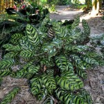 Peacock Plant (Calathea makoyana) | Indoor Foliage Plants Peacock Plant (Calathea makoyana)