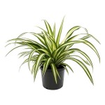 Χλωρόφυτο Πανασέ (Chlorophytum comosum ‘Variegatum’) | Φυτά Εσωτερικού Χώρου για Γραφείο & Σπίτι Χλωρόφυτο Πανασέ (Chlorophytum comosum ‘Variegatum’) | kipogeorgiki.live
