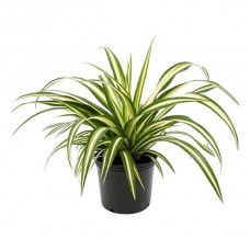 Χλωρόφυτο Πανασέ (Chlorophytum comosum ‘Variegatum’) | kipogeorgiki.live