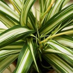 Χλωρόφυτο Πανασέ (Chlorophytum comosum ‘Variegatum’) | Φυτά Εσωτερικού Χώρου για Γραφείο & Σπίτι Χλωρόφυτο Πανασέ (Chlorophytum comosum ‘Variegatum’) | kipogeorgiki.live