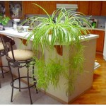 Χλωρόφυτο Πανασέ (Chlorophytum comosum ‘Variegatum’) | Φυτά Εσωτερικού Χώρου για Γραφείο & Σπίτι Χλωρόφυτο Πανασέ (Chlorophytum comosum ‘Variegatum’) | kipogeorgiki.live
