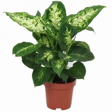 Ντιφενμπάχια ή Διφενμπάχια (Dieffenbachia seguine 'Compacta') Φυτό - Πανασέ Φυτά Ντιφενμπάχιες