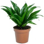 Δράκαινα Κομπάκτα (Dracaena fragrans 'Compacta') Φυτό - Διακοσμητικές Δράκαινες