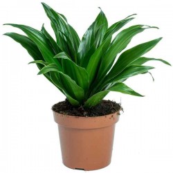Δράκαινα Κομπάκτα (Dracaena fragrans 'Compacta') Φυτό - Διακοσμητικές Δράκαινες