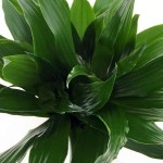 Δράκαινα Κομπάκτα (Dracaena fragrans 'Compacta') Φυτό - Διακοσμητικές Δράκαινες