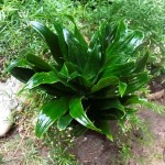 Δράκαινα Κομπάκτα (Dracaena fragrans 'Compacta') Φυτό - Διακοσμητικές Δράκαινες