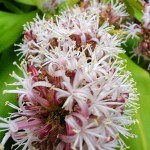 Δράκαινα Κομπάκτα (Dracaena fragrans 'Compacta') Φυτό - Διακοσμητικές Δράκαινες