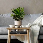 Δράκαινα Κομπάκτα (Dracaena fragrans 'Compacta') Φυτό - Διακοσμητικές Δράκαινες