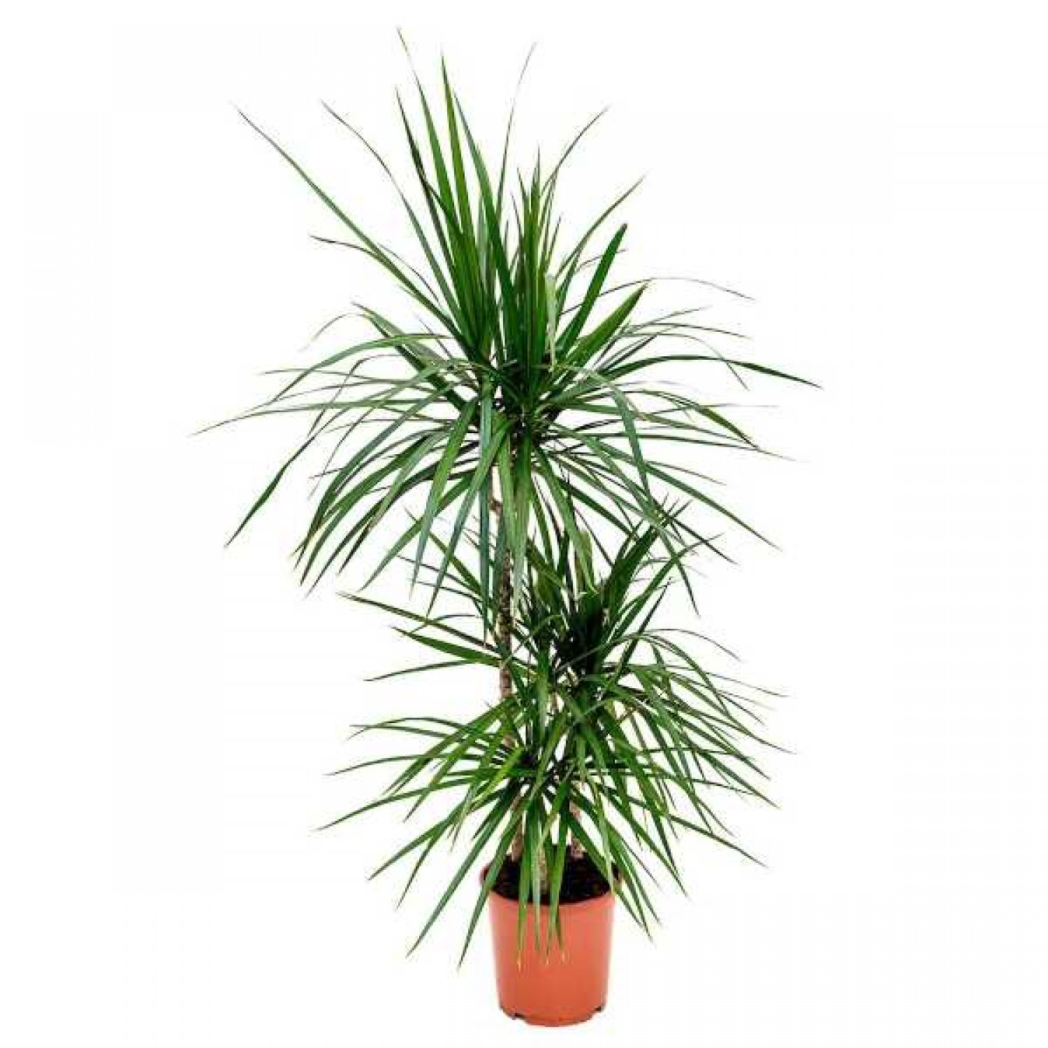 Madagascar Dragon Tree (Dracaena marginata) | Indoor Foliage Plants Madagascar Dragon Tree (Dracaena marginata)