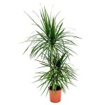 Madagascar Dragon Tree (Dracaena marginata) | Indoor Foliage Plants Madagascar Dragon Tree (Dracaena marginata)