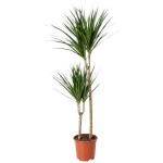 Madagascar Dragon Tree (Dracaena marginata) | Indoor Foliage Plants Madagascar Dragon Tree (Dracaena marginata)