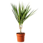 Madagascar Dragon Tree (Dracaena marginata) | Indoor Foliage Plants Madagascar Dragon Tree (Dracaena marginata)