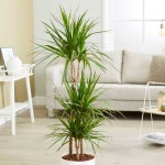 Madagascar Dragon Tree (Dracaena marginata) | Indoor Foliage Plants Madagascar Dragon Tree (Dracaena marginata)
