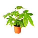 Αράλια ή Φάτσια (Aralia sieboldii – syn. Fatsia japonica) | Πράσινα Φυτά για Γλάστρα & Κήπο Φάτσια ή Αράλια (Aralia sieboldii – syn. Fatsia japonica)