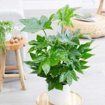 Αράλια ή Φάτσια (Aralia sieboldii – syn. Fatsia japonica) | Πράσινα Φυτά για Γλάστρα & Κήπο Φάτσια ή Αράλια (Aralia sieboldii – syn. Fatsia japonica)